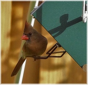 Female Cardinal on Rollerfeeder