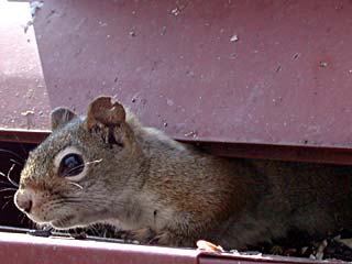 RollerFeeder, The # 1 Red Squirrel Spoiler!