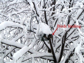 Rollerfeeder with heavy snow on top and bird feeding.