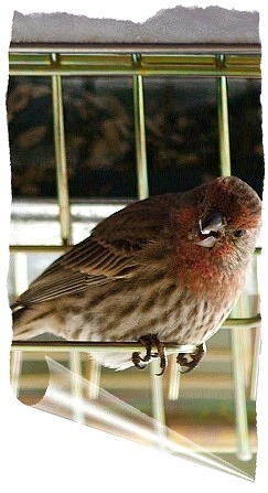 Male House Finch perching on Rollerfeeder, click for rolling and spinning squirrel on feeder.