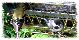 Chickadee and goldfinch feeding at rollerfeeder.