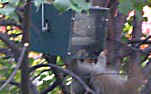 squirrel rolling off, hang rollerfeeder anywhere