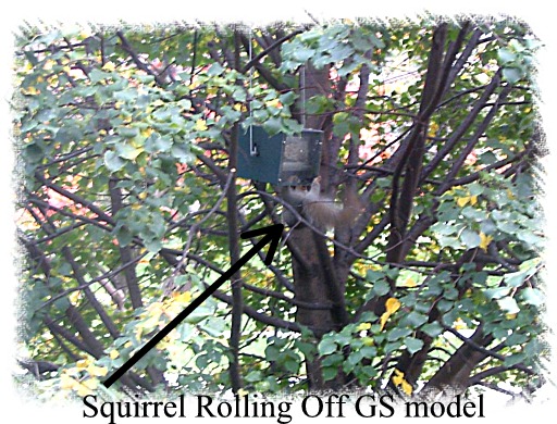 squirrel rolling off rf2-gs model.