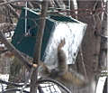 Click for larger view - Rollerfeeder spinning squirrel off feeder.