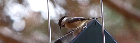 Chickadee on roof of rollerfeeder