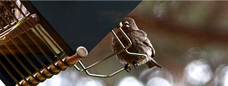 House finch perching on rollerfeeder.