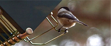 Chickadee landing on rollerfeeder perch to the side.