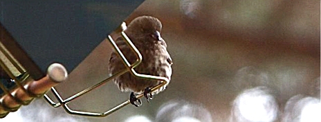 Perching house finch