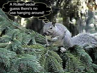 Squirrel in a RollerFeeder Tree