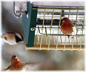 Chickadee and house finches feeding from rollerfeeder