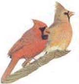 Cardinal Friendly RollerFeeder