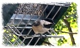 click for testimonials, chickadee visiting rollerfeeder