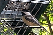 visiting chickadee on rollerfeeder