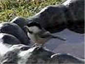 chickadee at bird bath