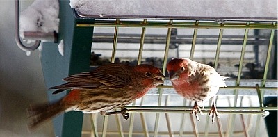 Male and female house finch perching on rollerfeeder.