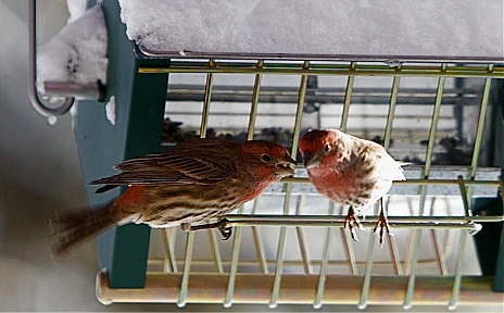 finches perching on one side of rollerfeeder.