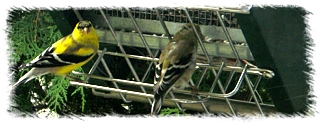 male & female finch feeding from rollerfeeder