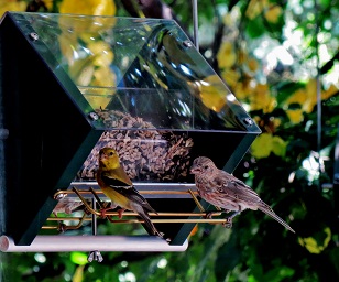 finches on rendezvous