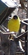 Male goldfinch on rf2-cardinal-grn-ss rollerfeeder model