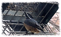 Nuthatch perching at rollerfeeder.