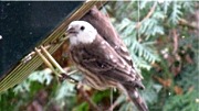 partial albino finch and house finch on rollerfeeder