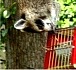 Raccoon proof rollerfeeder.