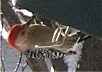 red-bellied woodpecker on rollerfeeder