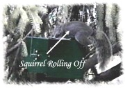 squirrel rolling off rollerfeeder 2