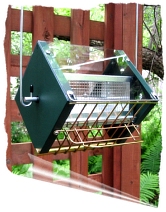 RF2-Cardinal Click feeder for larger photo