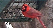 male cardinal on rf2-gs rollerfeeder