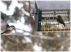 Black capped chickadee and goldfinch feeding