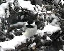 Black Capped Chickadee during Minnesota snowfall, April 1 - 2002