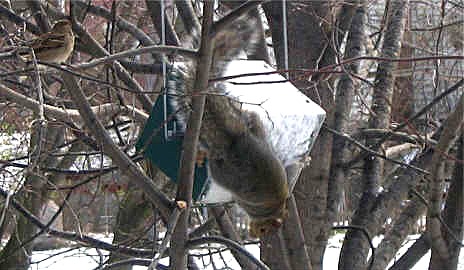 Squirrel rolling on squirrel proof GS rollerfeeder #1