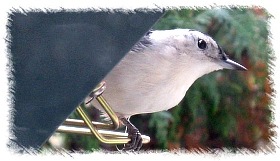 All models made and assembled in USA - white breasted nuthatch enjoying a meal on rollerfeeder