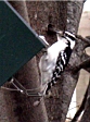 Downy or hairy woodpecker landing on cling ridge